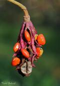 Oyama magnolia,Siebolds magnolia
